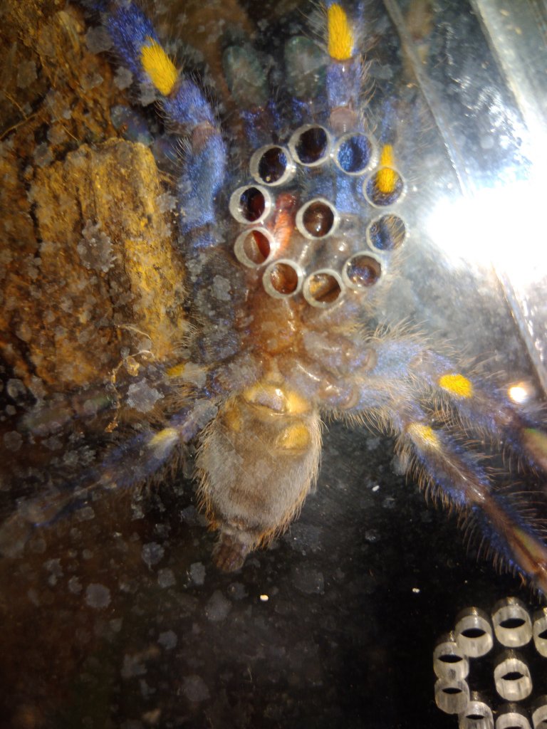 Poecilotheria metallica [ventral sexing]