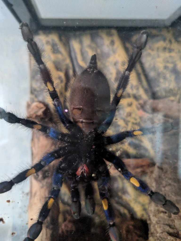 Poecilotheria metallica [ventral sexing]