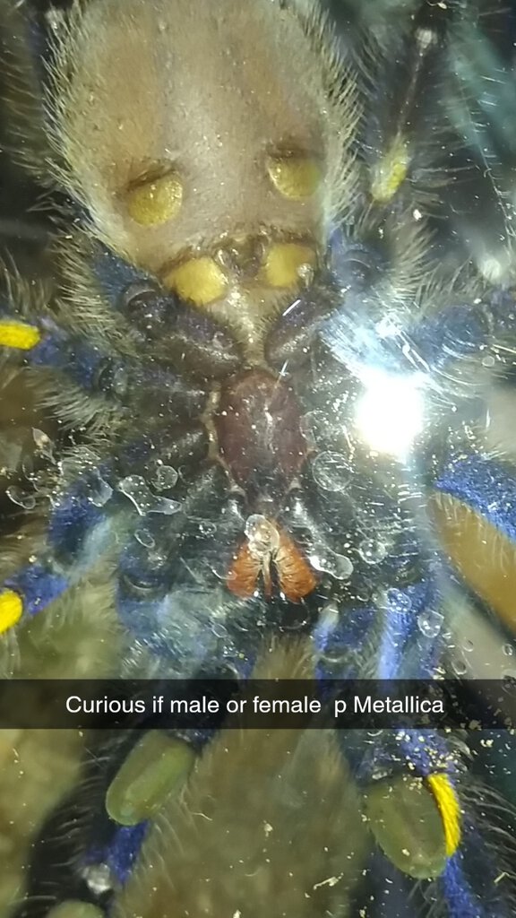 Poecilotheria metallica [ventral sexing]