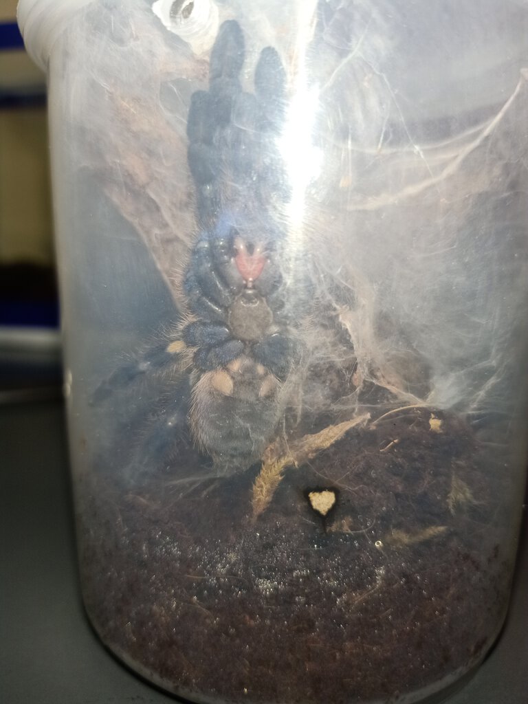 Poecilotheria metallica [ventral sexing]