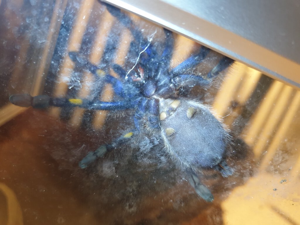 Poecilotheria metallica [ventral sexing]