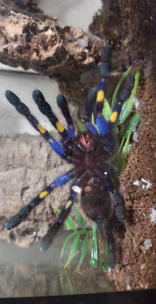 Poecilotheria metallica [ventral sexing]