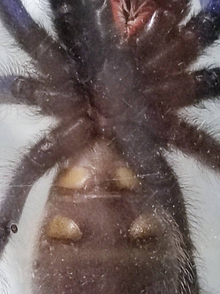 Poecilotheria metallica without flash