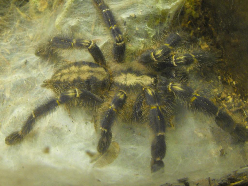 Poecilotheria metallica