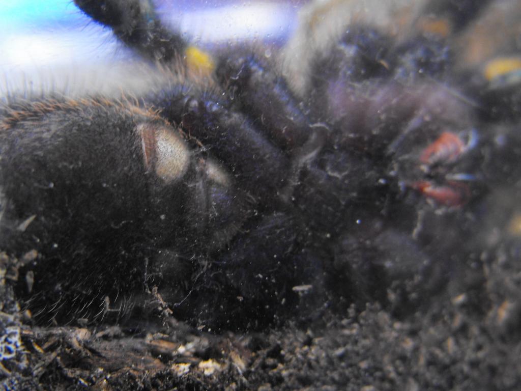 Poecilotheria metallica