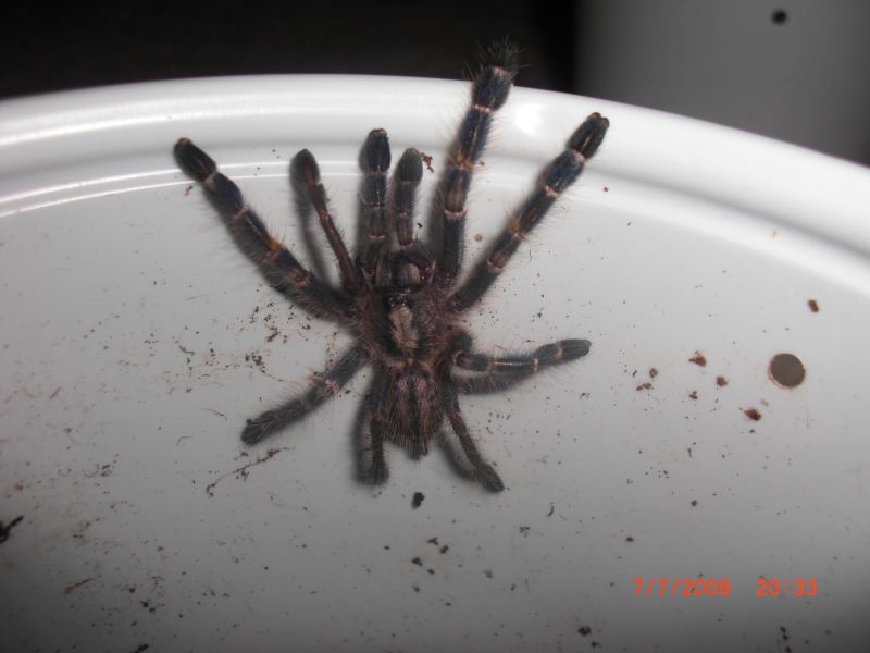 Poecilotheria Metallica