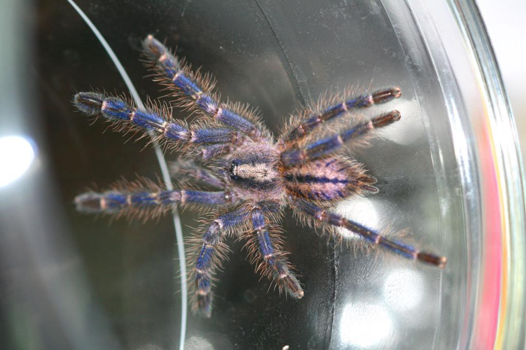 Poecilotheria metallica