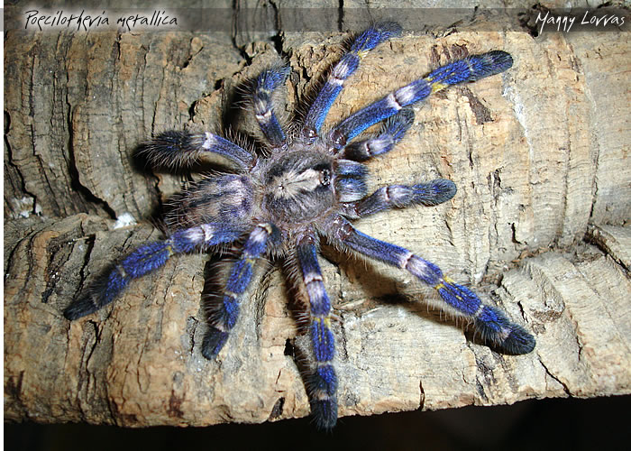 Poecilotheria metallica