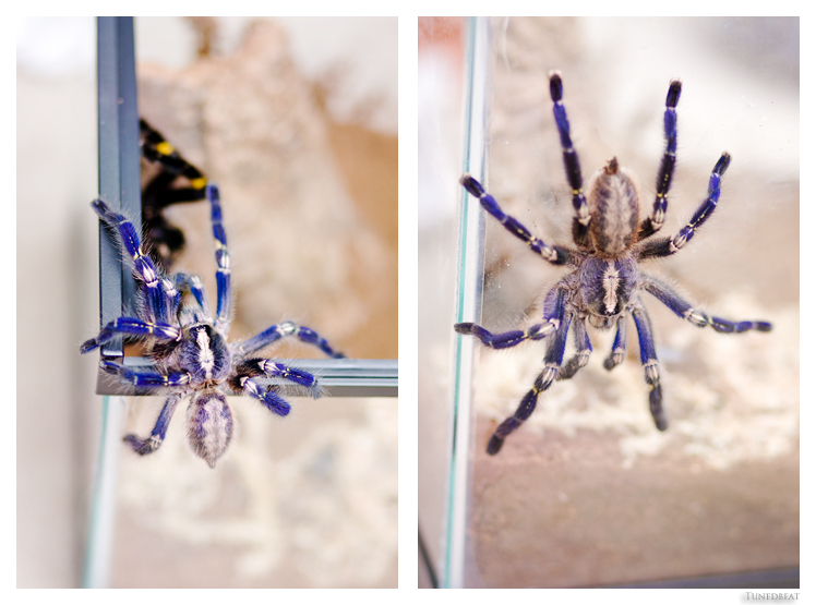 Poecilotheria Metallica