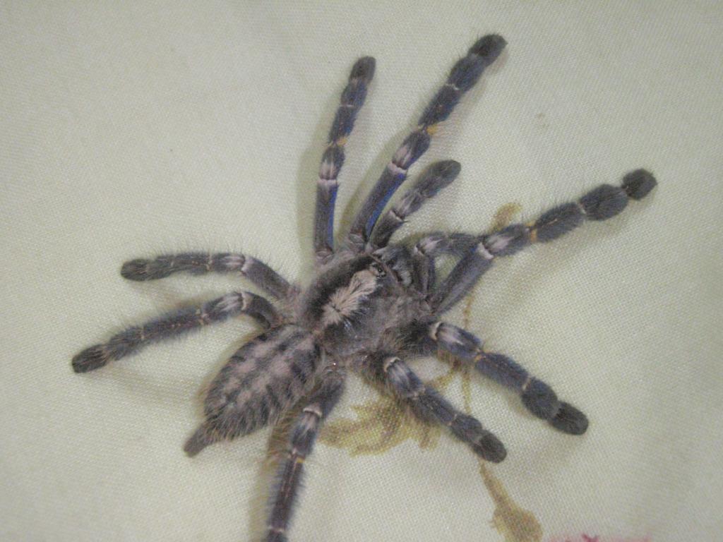 Poecilotheria Metallica