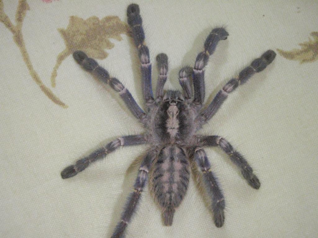 Poecilotheria Metallica