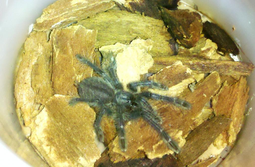 Poecilotheria Metallica