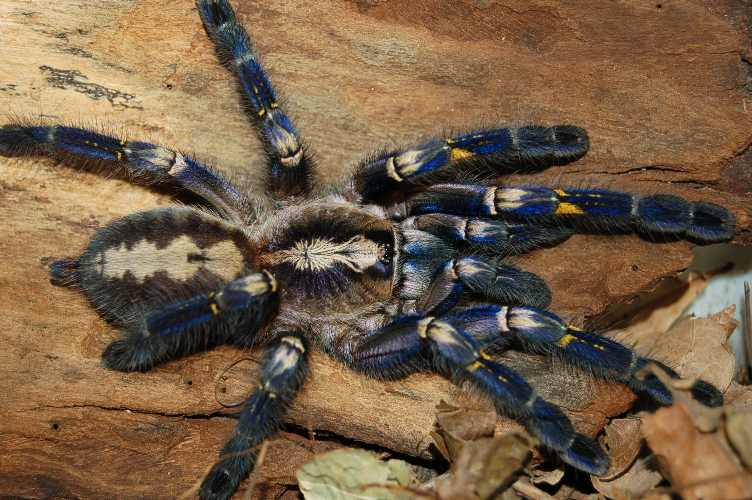 Poecilotheria metallica | Arachnoboards