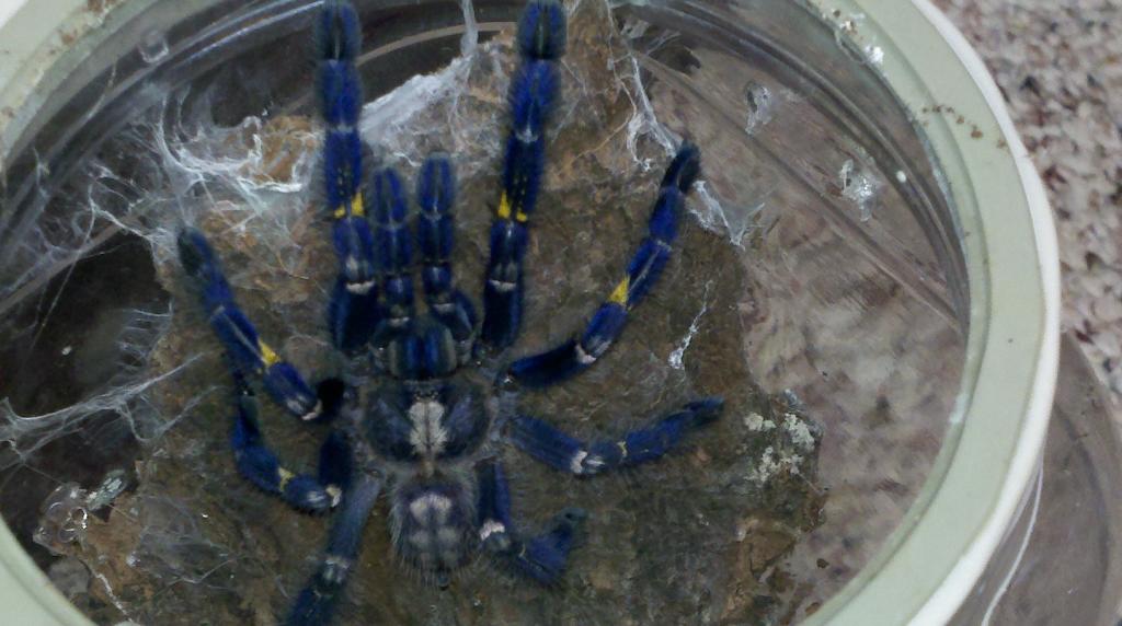 Poecilotheria metallica