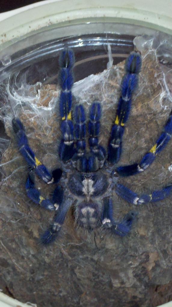 Poecilotheria metallica