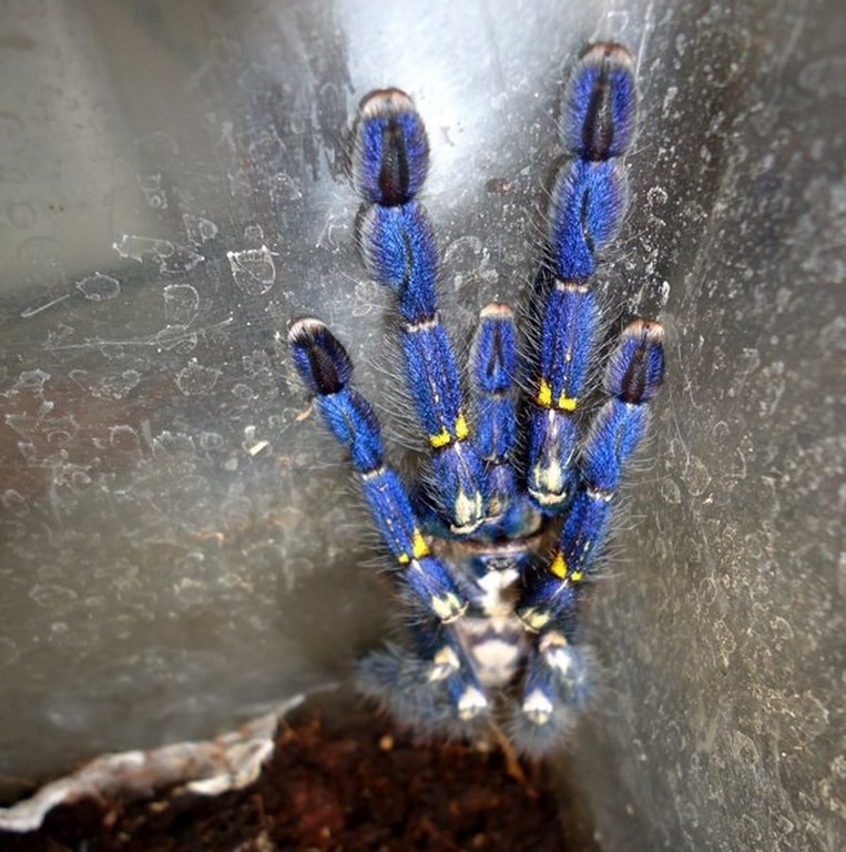 Poecilotheria metallica