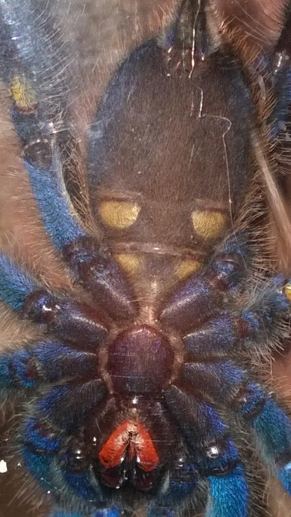 Poecilotheria metallica