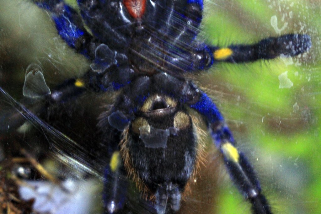 Poecilotheria Metallica