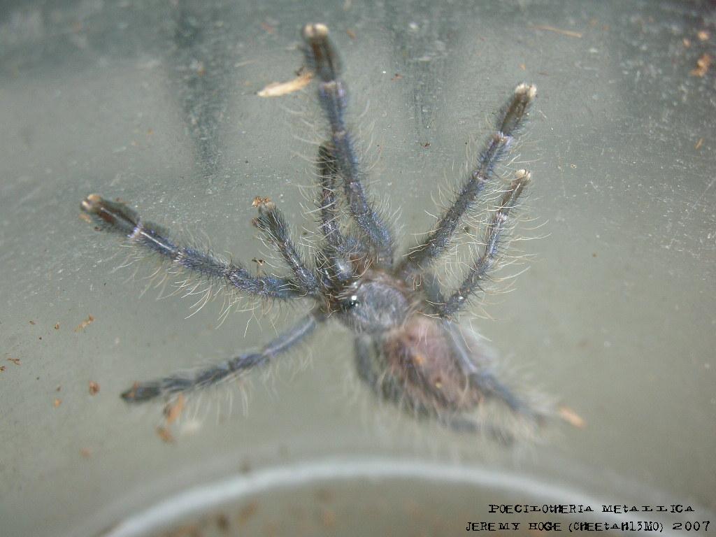 Poecilotheria metallica