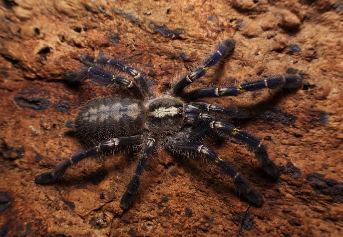 Poecilotheria metallica