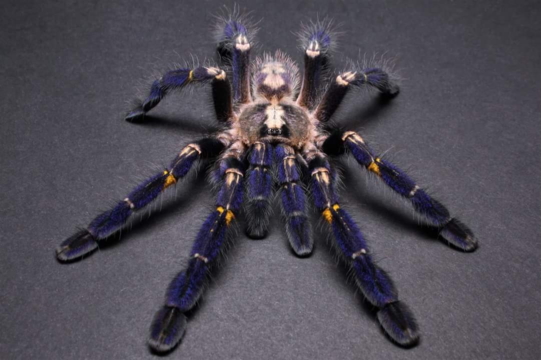 Poecilotheria metallica