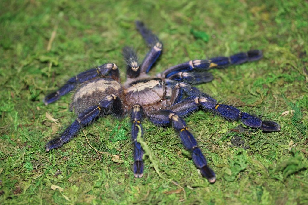 Poecilotheria metallica