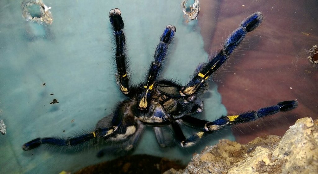 Poecilotheria metallica