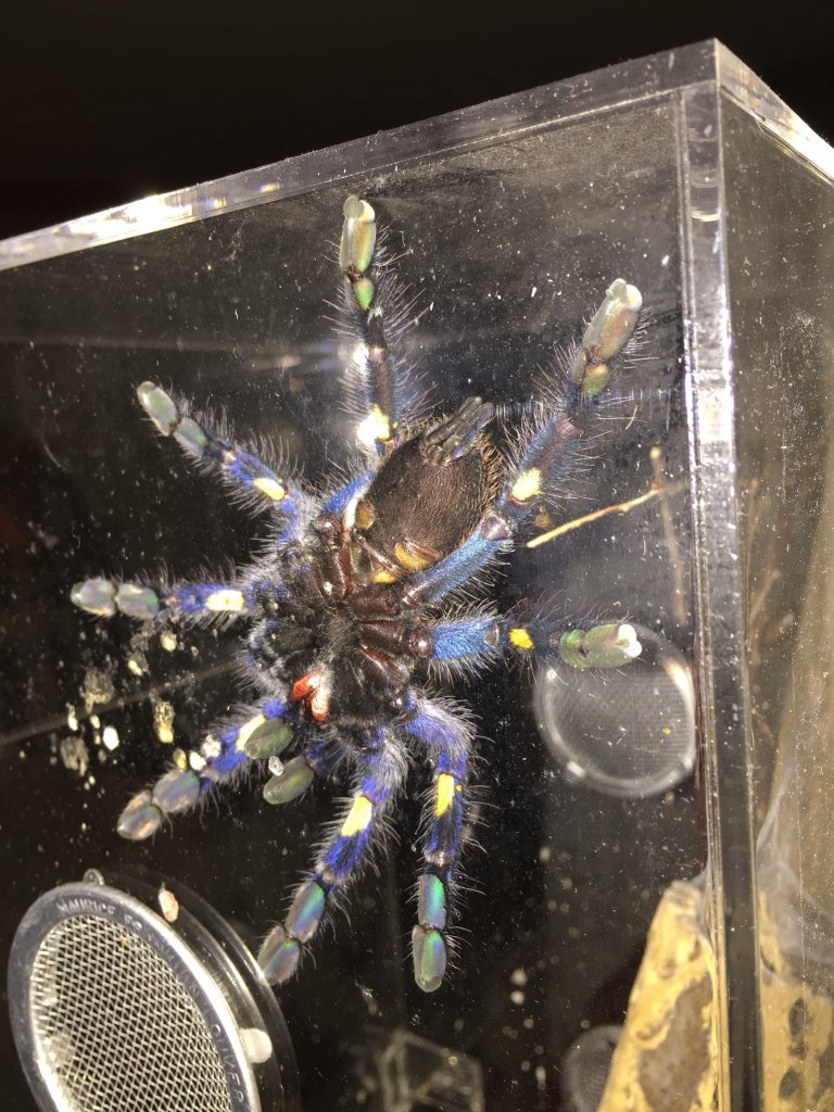 Poecilotheria metallica