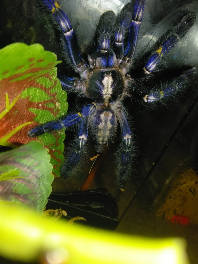 Poecilotheria metallica