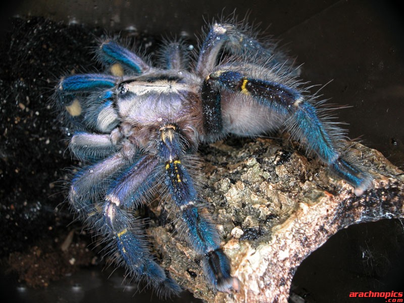 Poecilotheria metallica