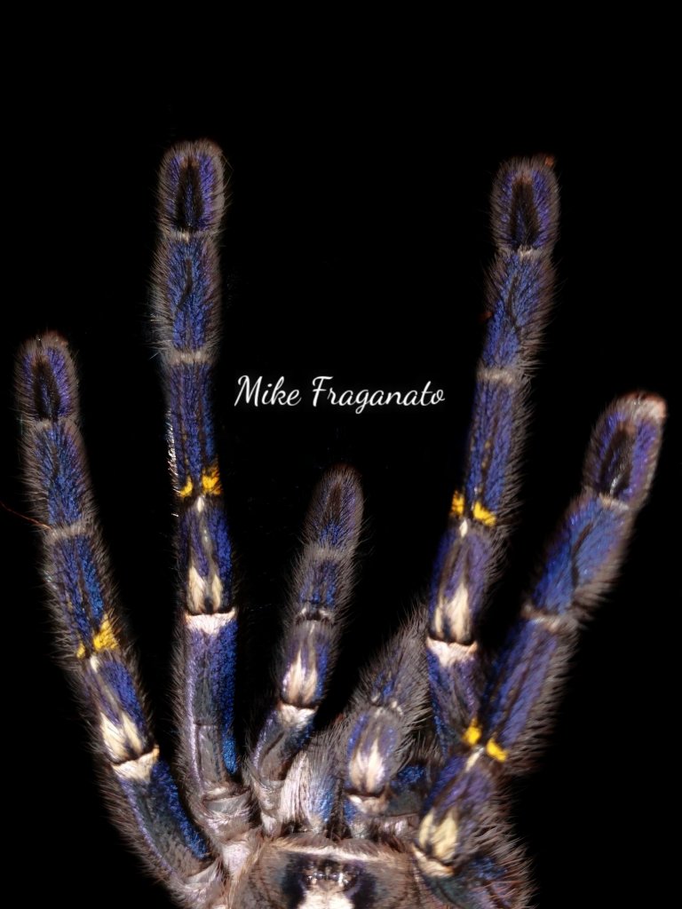 Poecilotheria metallica