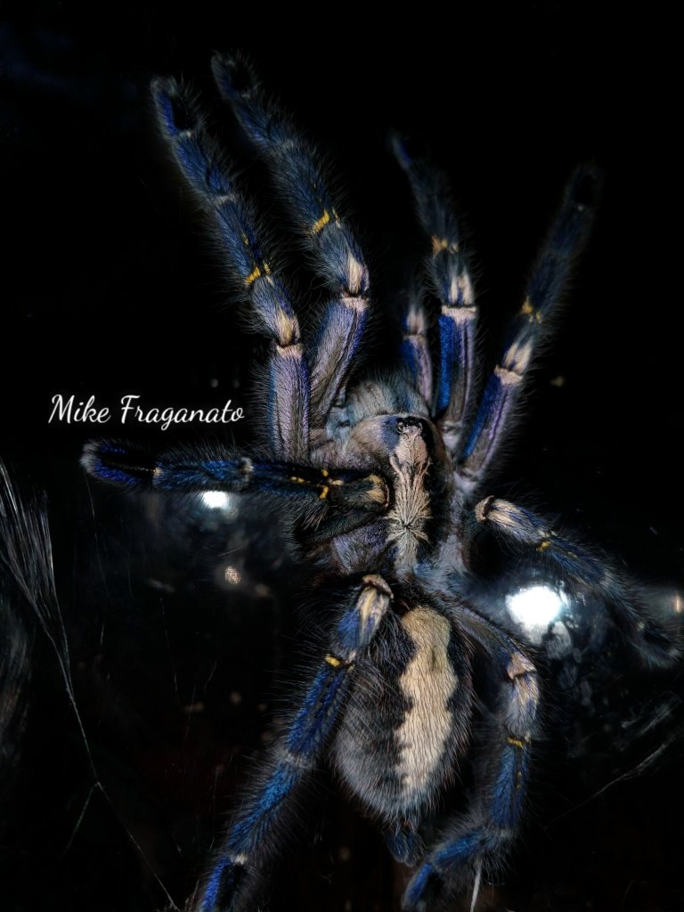 Poecilotheria metallica