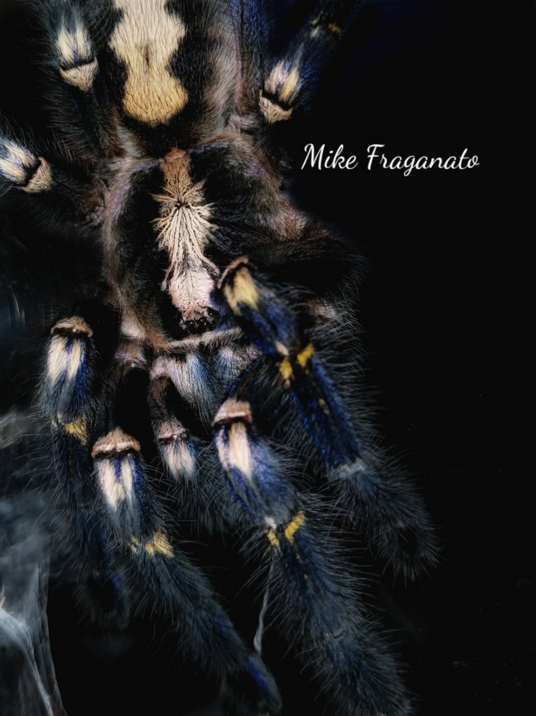 Poecilotheria metallica