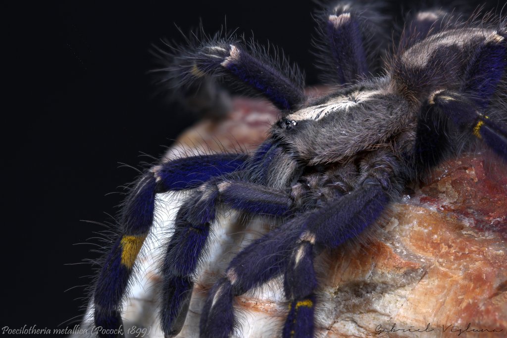 Poecilotheria metallica