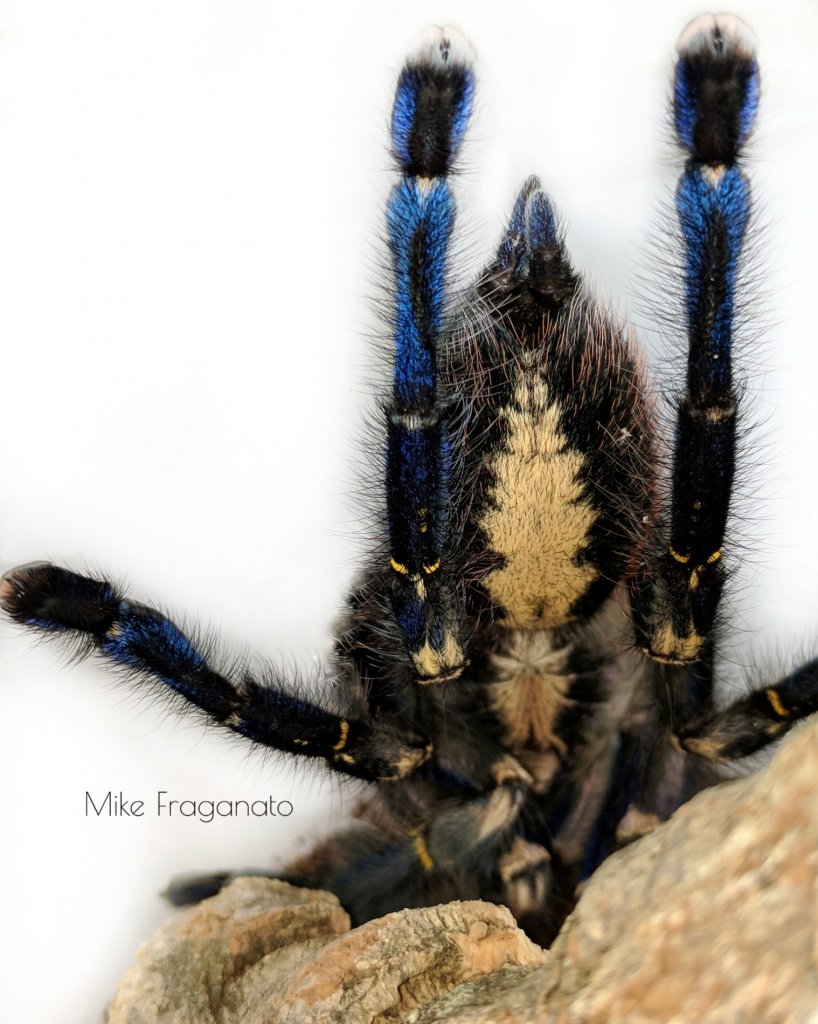 Poecilotheria metallica