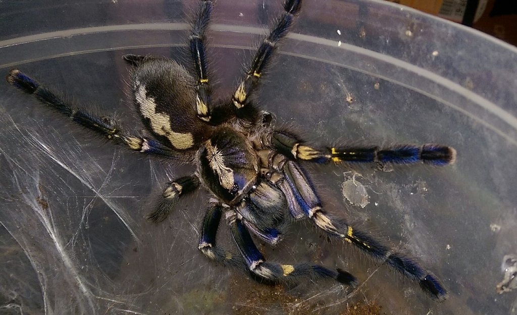 Poecilotheria metallica