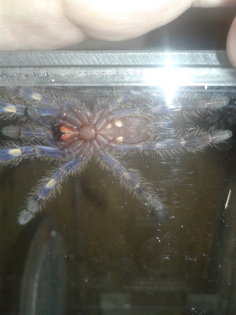 Poecilotheria Metallica