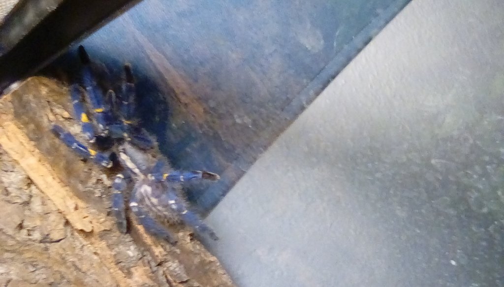 poecilotheria metallica