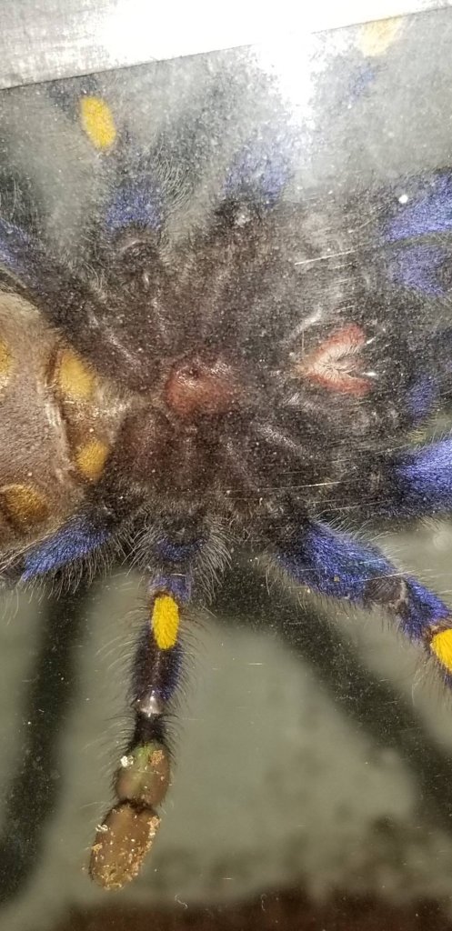 poecilotheria metallica