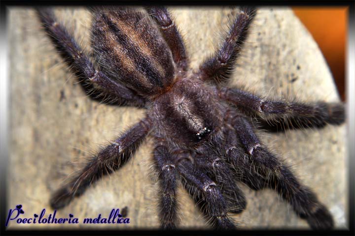 Poecilotheria metallica