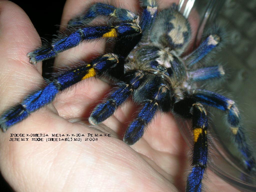 Poecilotheria metallica