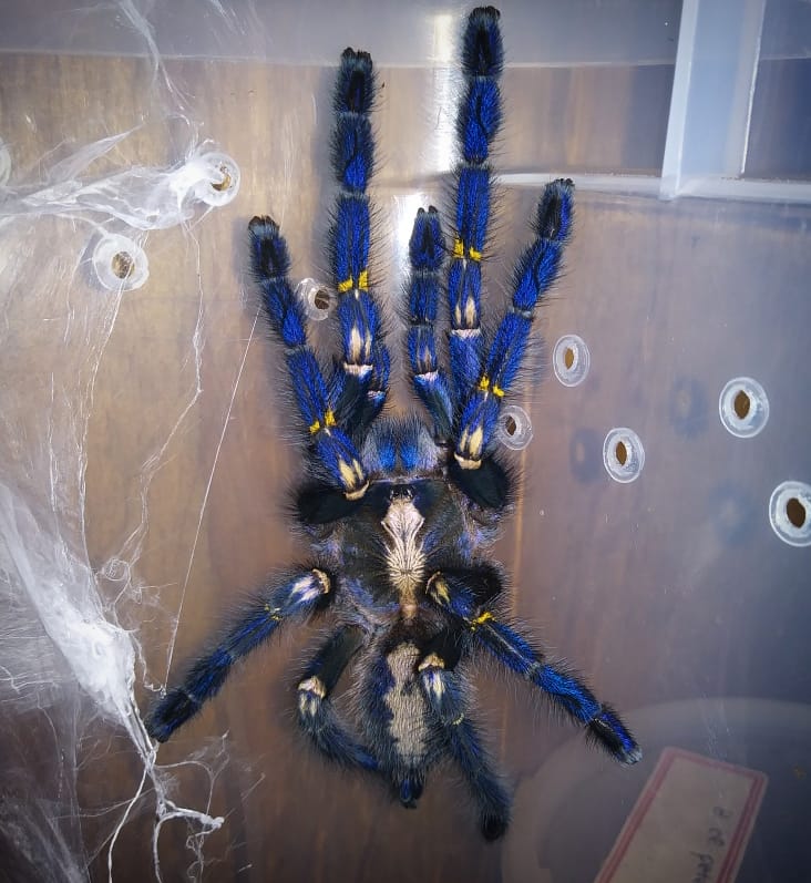 Poecilotheria metallica