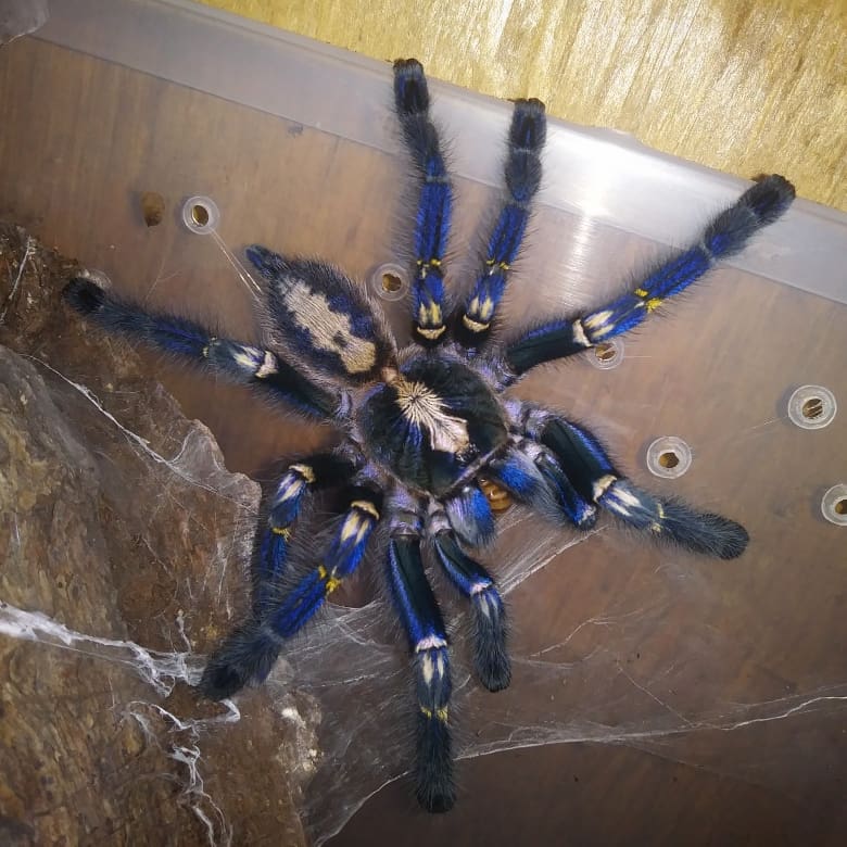 Poecilotheria metallica