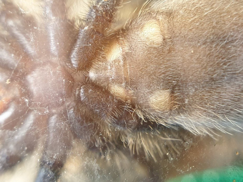 Poecilotheria metallica