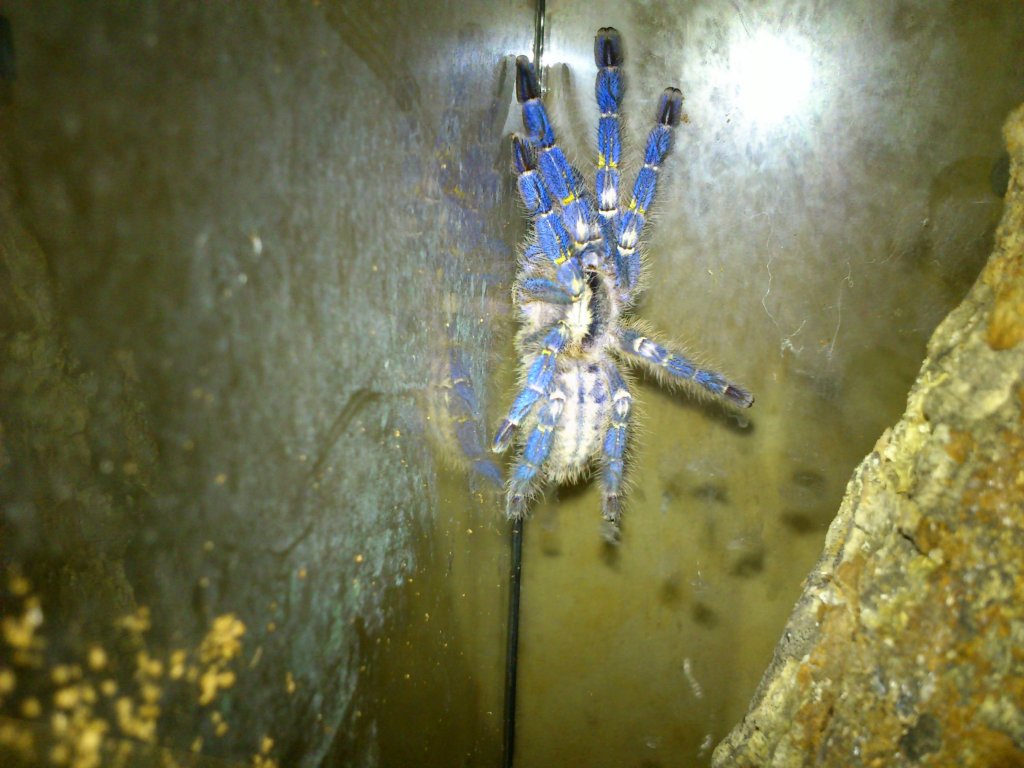 Poecilotheria metallica