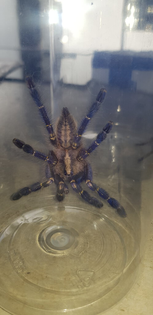 Poecilotheria metallica