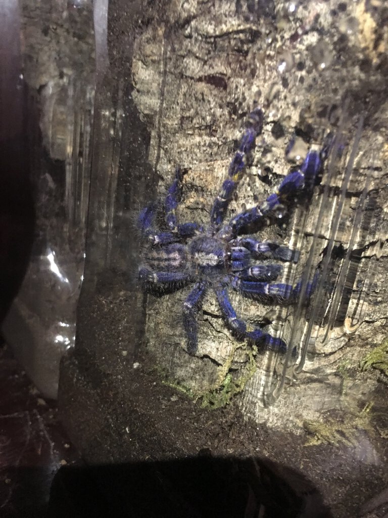 Poecilotheria metallica