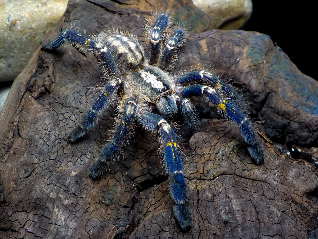 Poecilotheria metallica