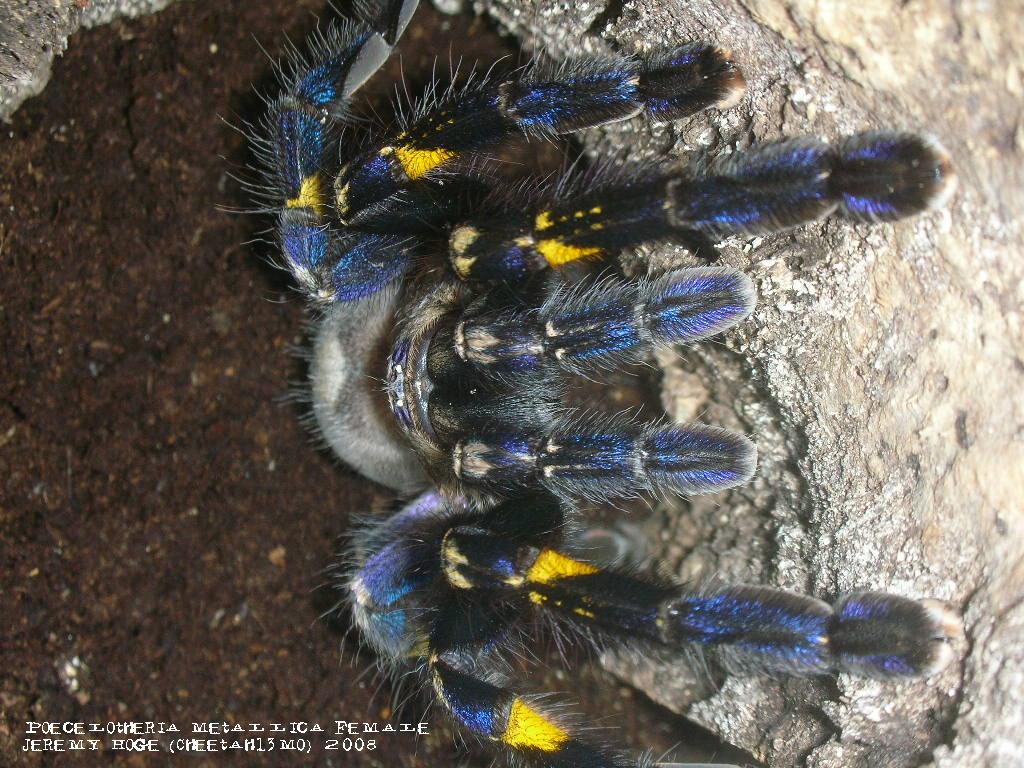 Poecilotheria metallica