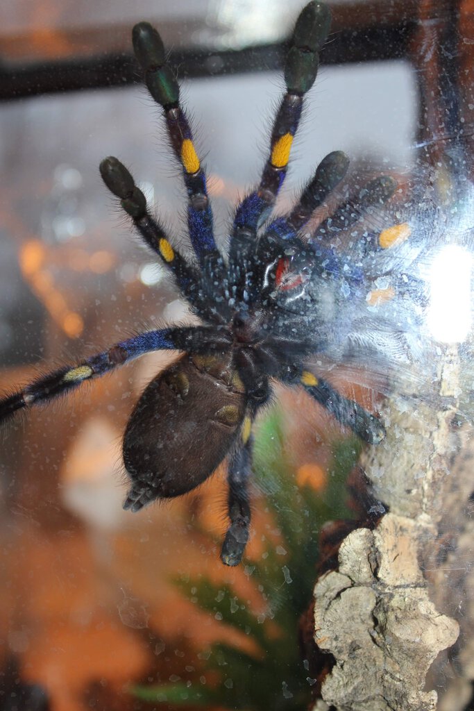 poecilotheria metallica